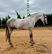 Wundervoller PRE Hengst - 4,5 Jahre alt - ca. 1.66 m