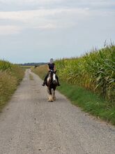 Entzückender Tinkerwallach sucht neuen Platz