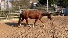 Junge Quarter Horse Stute mit tollem Mind & Potenzial