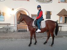 Ungarisches Sportpferd