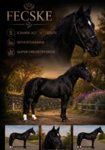 Hungarian warmblood - Mare