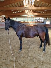 Ungarischer Warmblutmix