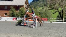 ungarisches warmbluut