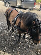 Black leather harness