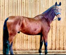 Gehobenes Freizeitpferd Wallach