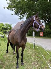 Liebenswerte 17 Jährige Hannoveraner Stute
