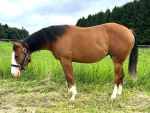 Charmante Quarter Horse Stute mit bester Reining & Allround-Abstammung