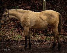Süßes Quarter Horse Jahrling Stute
