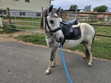Liebenswertes Pony
