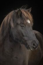 Charmantes Verlasspferd / Allrounder