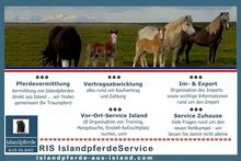 Importservice Islandpferde