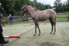Wunderschöne Appaloosa Mix in Grulla Mouse Dun