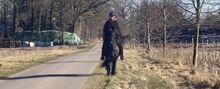 Hübsches Islandpferd mit Traum Mähne