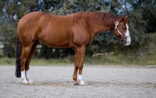 Bildhübscher Quarter Horse Wallach sucht liebevolles Freizeit-Zuhause