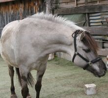 Wunderschöne Grulla Stute