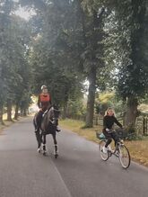 Schöne Stute Ambitioniert Turnierpferd Dressur springen Pferd Spanier 6j Freizeit