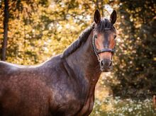 Bildschöne, typ- und bewegungsstarke Trakehner Stute