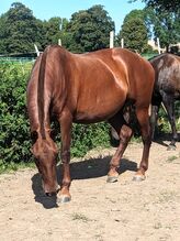 Well bred chestnut PRE mare available