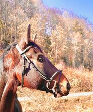 Warmblut wallach