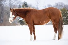 Vielversprechender Paint Horse Wallach mit guter Allround-Abstammung