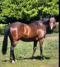 Verkaufe meine 12-jährige Vollblutstute als Zuchtstute, Beistellstute und Freizeitpferd.