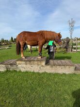 Verlässlicher 4-Gang-Isländer für Freizeit und Gelände in beste Hände abzugeben