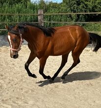 Vielseitiger Quarter Horse Stutjährling mit tollem Charakter
