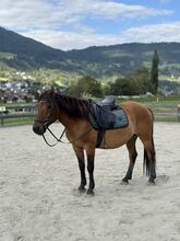 Vielseitiges Ausreitpferd