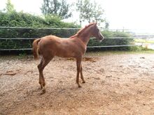 Vollblutaraber Hengst Fohlen Jährling Westernpferd Sportpferd