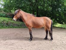 Freundlicher reitbarer Beisteller, Therapie, Kinder
