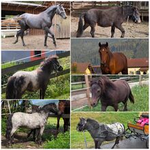 Wahnsinnig tolle Pferde und Ponys
