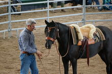 Partbred Araber Wallach