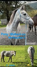 Pony Wallach