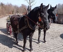 Toller Friesen x Noriker Mix Wallach