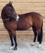 Quarab Wallach - Freizeitpferd mit Potential; 7 Jahre