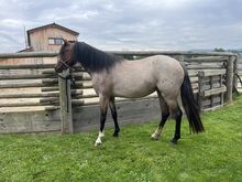Walisisches Pony