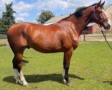Wallach D Aganix 2000 Z/Dominator 2000 Z/Diamant de Semilly x Quaide Cassin