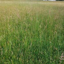 Warm belüftetes Heu Feziheu Pferdeheu