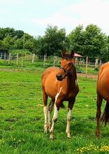 Warmblut Schecken Stute