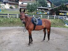 Warmblutwallach sucht Bestplatz