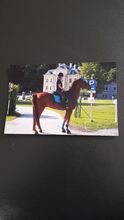 Warmblutwallach