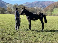 Warmblutstute