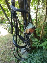 Kandarenzaum Warmblut Isabell Werth Waldhausen  Isabell Werth 