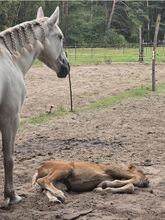 Ungar. Stute mit Fohlen