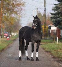Ungarisches Sportpferd, Stute, 8 Jahre, 168 cm, Rappe