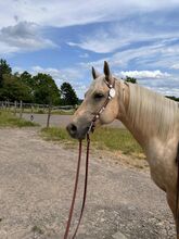 Gut gerittene, liebe Quarter Horse Stute