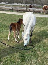 Welsh A Pony Stute mit Fohlen