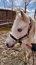 Welsh B Pony