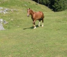 Welsh Cob Stute