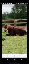 Welsh section C Liver Chestnut Mare